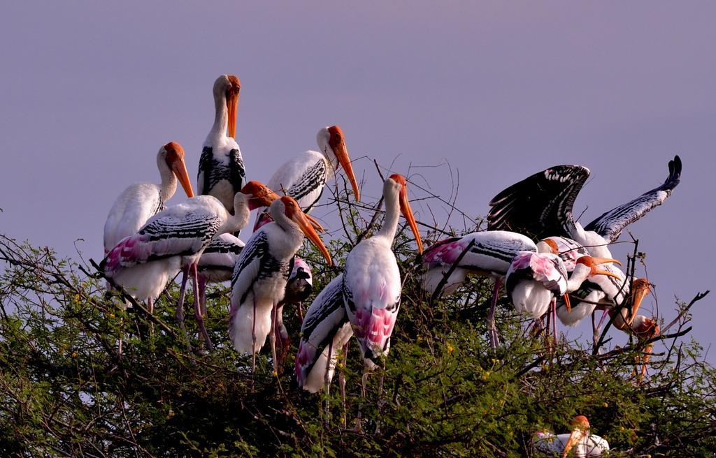 Hotel Bharatpur Ashok エクステリア 写真