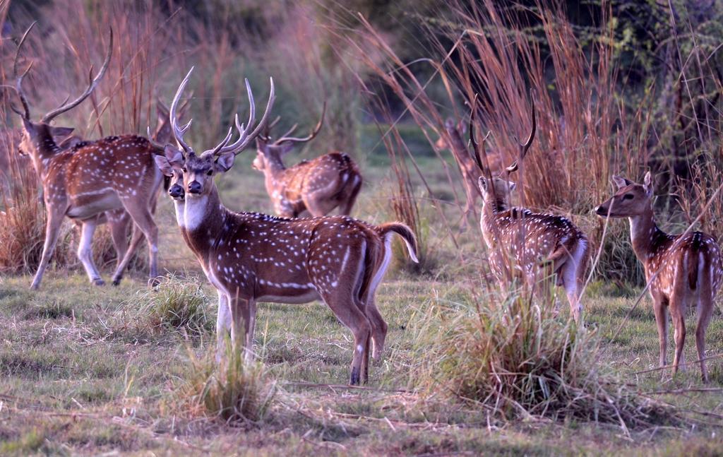 Hotel Bharatpur Ashok エクステリア 写真