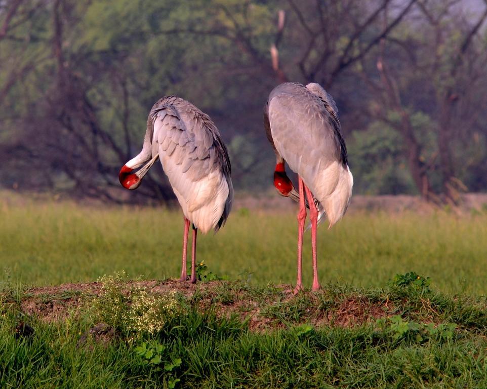 Hotel Bharatpur Ashok エクステリア 写真
